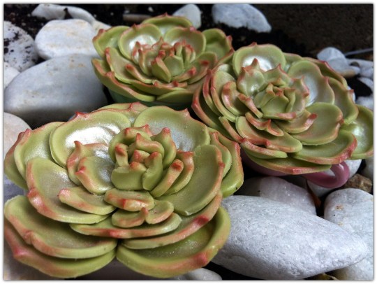 Cactus de fondant rosas