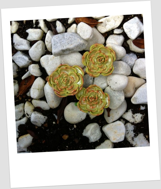 Cactus rosa de fondant