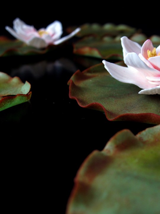 Fondant water lily