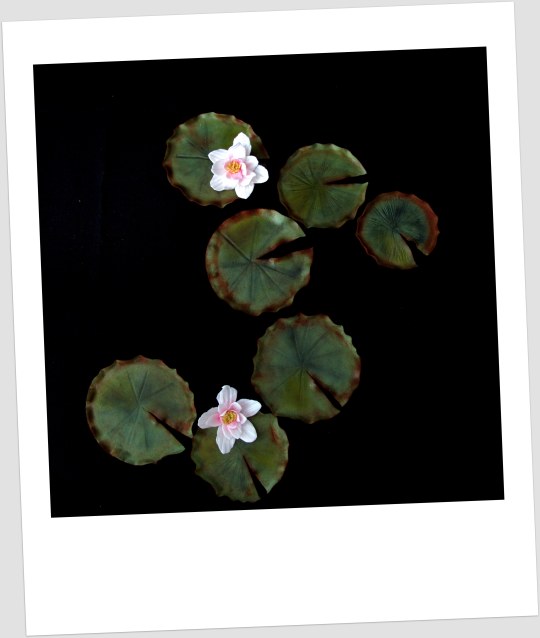 nenúfar fondant